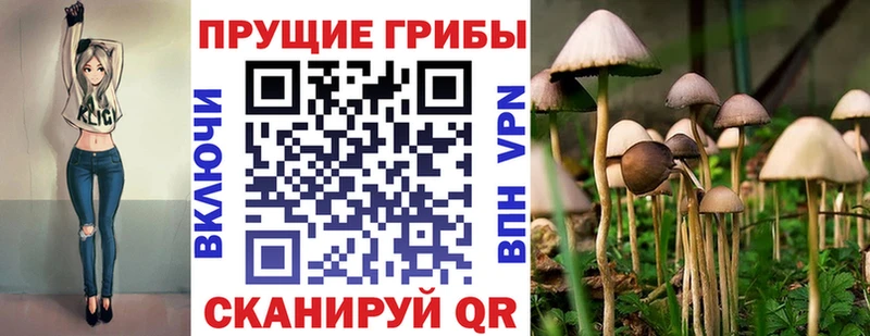 Псилоцибиновые грибы Psilocybe  Кострома 